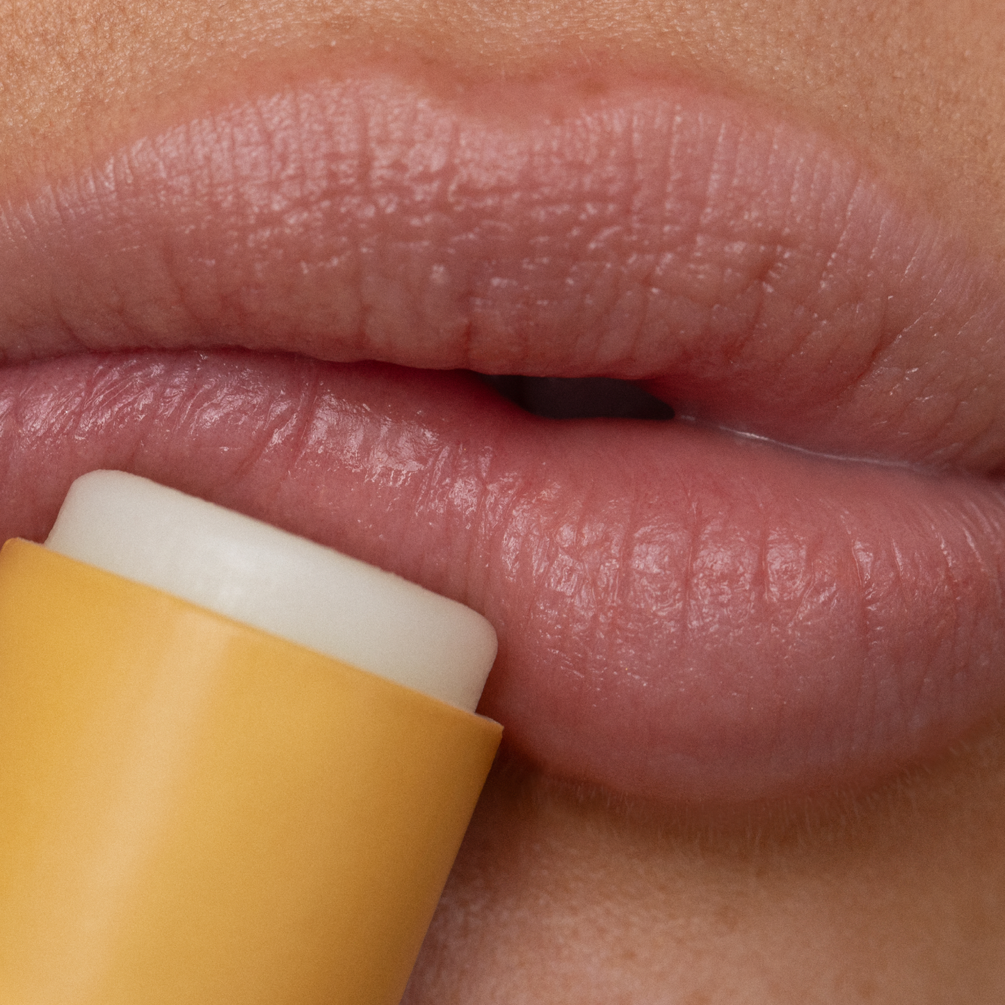 Lip Balms - Wild Honey