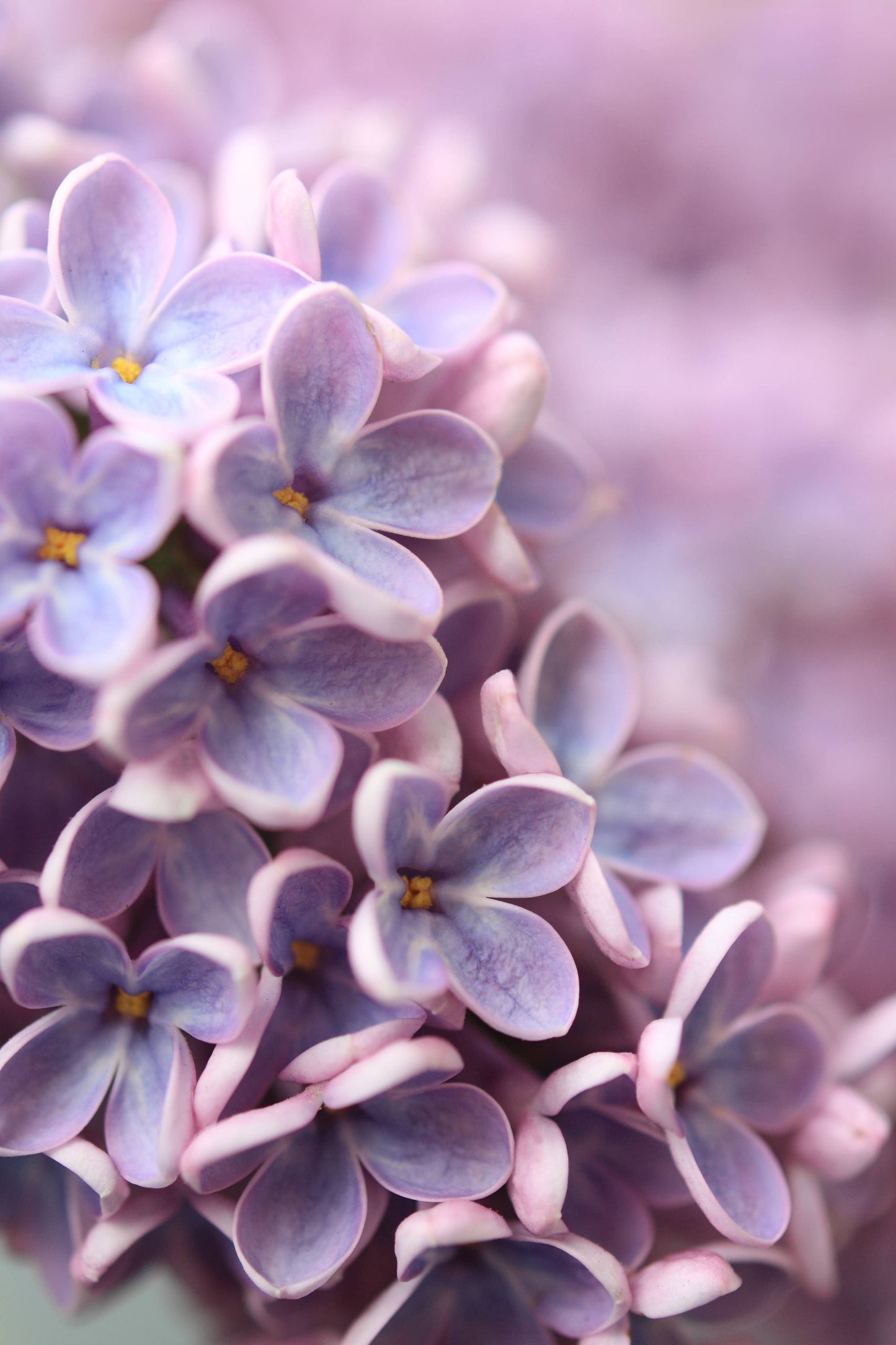 5.5 oz Wax Melts: Wild Lilacs